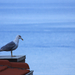Seagull on the roof