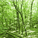 Zöld az erdő