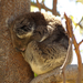 Yanchep National Park 12