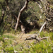 Yanchep National Park 22