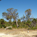 Yanchep National Park 34