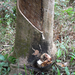 a bosambobol ismert gumifa