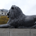 Trafalgar's Lion