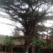 A kb. 120 éves cédrus fa