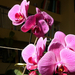 Orchidea délutáni napfényben