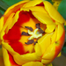 Tavaszidézés 3 Tulipán