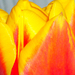 Tavaszidézés 4 Tulipán 2