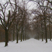 Gödöllő Erzsébet park télen