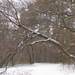 Gödöllő Erzsébet park télen 4