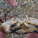 Crab belly