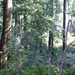 1475 2009.08.20 Dobogókő erdő