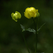 0080 Sárga virág