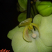 2012.02.04. (4) Orchidea zöld