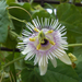 Passiflora Adenopoda