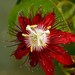 passiflora lady margaret