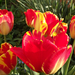 Holland tulipánok