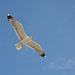 Flying bird - Turkey 2015 046