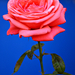 Rose 0035