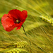 Poppy flower in grain field #3