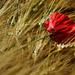 Poppy flower in grain field #4