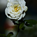 Rose 0053