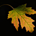 Autumn Leaf 0025