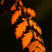 Autumn Leaves 0311