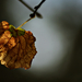Autumn Leaf 0145