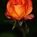 Autumn Rose 0174