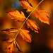 Autumn Leaves 0337