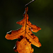 Autumn Leaf 0074