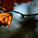 Autumn Leaf 0039