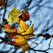 Autumn Leaves 0113