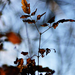 Autumn Leaves 0173