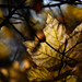 Autumn Leaf 0054
