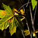 Autumn Leaves 0003