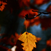 Autumn Leaves 0033