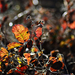 Autumn Leaves 0155