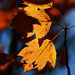 Autumn Leaves 0056