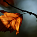 Autumn Leaf 0040