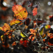 Autumn leaves 0158