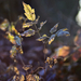 Autumn leaves 0170