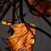 Autumn leaves 0002