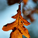 Autumn leaf 0075