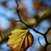 Autumn leaf 0120