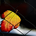 Autumn leaf 0194