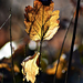 Autumn Leaf 0076