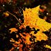 Autumn Leaf 0270