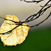 Autumn Leaf 0363