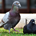 Pigeons 0145